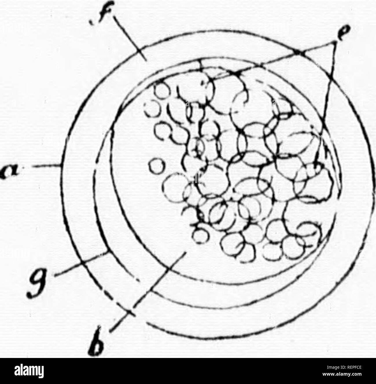 . Häuslich Forellen [microform]: Wie zu züchten und sie wachsen. Fisch Kultur; Forellen; Fischzucht; Truite. Schlüpfen die KGGS. 143 und schweren suchen, und Luken spät, das Ei wird pro-Duce eine gesunde, Hardy, breite Schultern Forelle, und einer guten Zuführung. Wenn der Embryo, dünn zu sein, leichte, transparente gesehen wird, und Luken vor der Zeit, wird es produzieren eine Kümmerliche, schwach, thin-bodied Fische, und ein schlechter Esser, die nicht fünf Chancen in einem hundert wachsen - ing ui). Sind nicht besorgt um ihre Eier früher Limousine liegen. Wenn Sie vor Ihrer Zeit Limousine, es ist ein schlechtes Zeichen. Wenn der Embryo bleibt lange in der shel Stockfoto