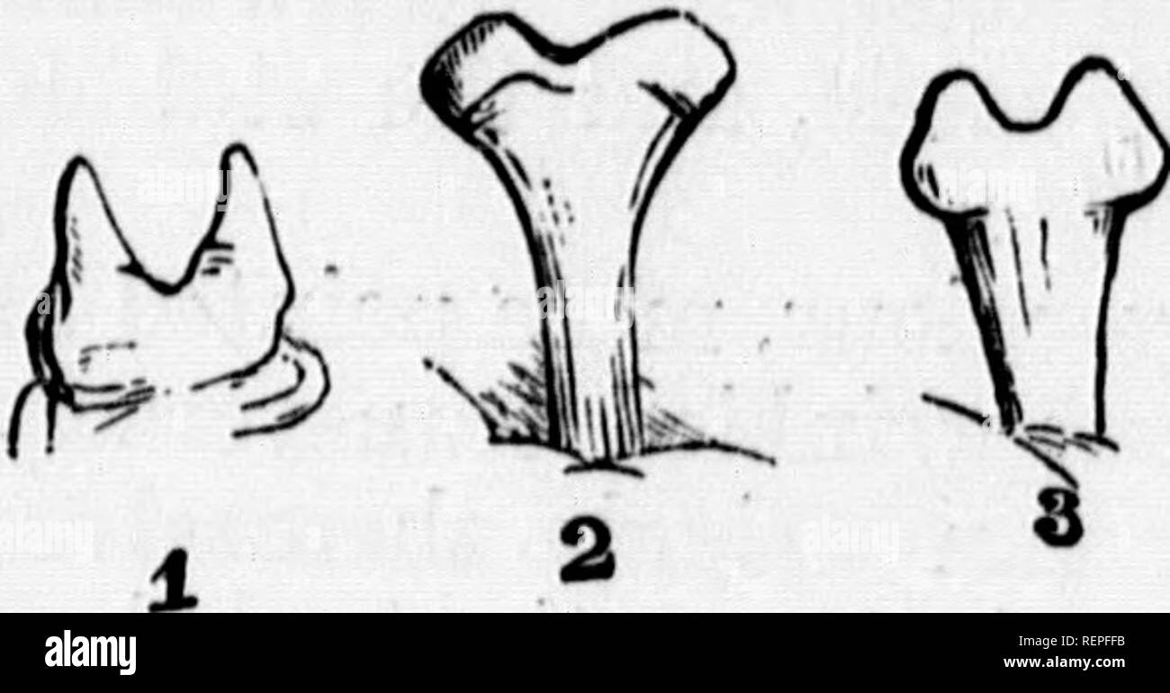 . Ein Handbuch der schädigenden Insekten [microform]: Mit Methoden der Prävention und Abhilfe für ihre Angriffe, die in Nutzpflanzen, Wald, Bäume, und Obst: Auf die ist eine kurze Einführung in die Entomologie angehängt. Schädlinge; landwirtschaftliche Schädlinge; Entomologie; Insectes nuisibles, Lutte contre les ennemis; der Kulturen, Lutte contre les; Entomologie. 92 Mais und Gras. 1 und 3, Anker Prozess der Foxtail Grass Made; 2, von Weizen Midge made. einladend Gras; invariahbj, soweit ich sehe, Alopecurus. Eine beredete auf dem Halm, lief schnell, bis er den Kopf erreicht, es blieb aber zufrieden." Stockfoto