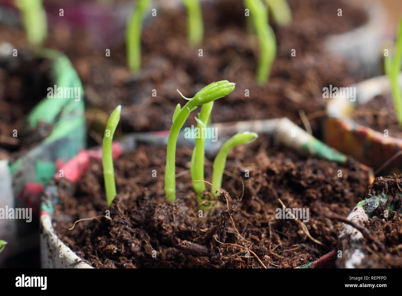 Süße Erbsen Sämlinge in hausgemachten Papiertöpfen. Lathyrus odoratus. „Winston Churchill“. VEREINIGTES KÖNIGREICH Stockfoto