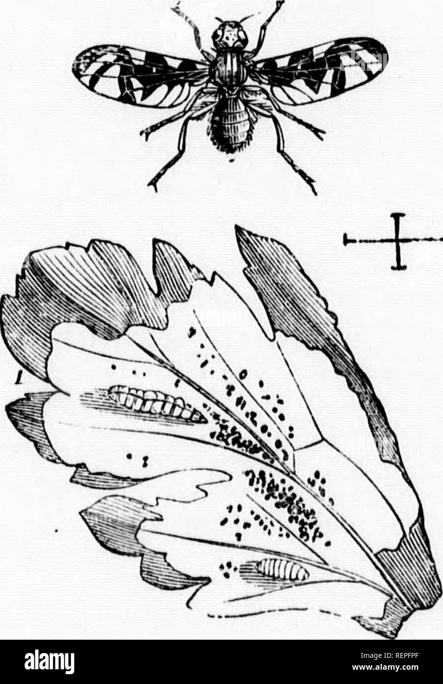 . Ein Handbuch der schädigenden Insekten [microform]: Mit Methoden der Prävention und Abhilfe für ihre Angriffe, die in Nutzpflanzen, Wald, Bäume, und Obst: Auf die ist eine kurze Einführung in die Entomologie angehängt. Schädlinge; landwirtschaftliche Schädlinge; Entomologie; Insectes nuisibles, Lutte contre les ennemis; der Kulturen, Lutte contre les; Entomologie. 48 Karotte. - Sellerie. Lila Karotte - Saatgut Motte. Dfpressaria dcpressella, Curtis. Die Raupen dieser Motte ähneln, beide in ihren Gewohnheiten und ihrer Erscheinung, die der Karotte - blossom Nachtfalter, sondern sind eher kleinere, kaum mehr tha': ein Viertel eines Zoll lang. Sie Stockfoto