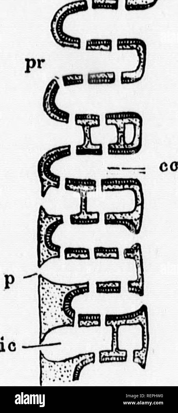 Ein Lehrbuch der wirbellosen Morphologie [microform]. Wirbellose;  Morphologie (Tiere); Invertébrés; Morphologie (ANIMAUX). . 5^. Abb. 34 -  Eine Ascon SjroNCiK, A^iCcUwpri - monliaLiH uiriej" Hak-CKKi, von yoLLAS).  Abb. 35. - Schaltplan