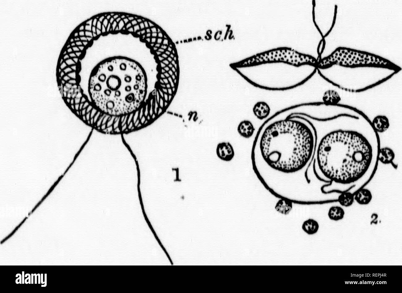 . Ein Lehrbuch der wirbellosen Morphologie [microform]. Wirbellose; Morphologie (Tiere); Invertébrés; Morphologie (ANIMAUX). 82 WIRBELLOSE MORPUOLOGT. Noctiluca ist von erheblicher physiologischer Interesse, denn es ist eine der Formen der Phosphoreszenz des Ozeans zu wliich fällig ist. Die Ursache des liglit und sein Charakter sind jedoch noch nicht bekannt. Fortpflanzung in der Flagellata. - Die häufigste Methode der Fortpflanzung in alle Aufträge der Flagellaten ist einfach, entweder Quer oder Längs. Encystment, fol-folgten oder nicht wie im Fall von spore sein kann - Bildung, ist auch Stockfoto