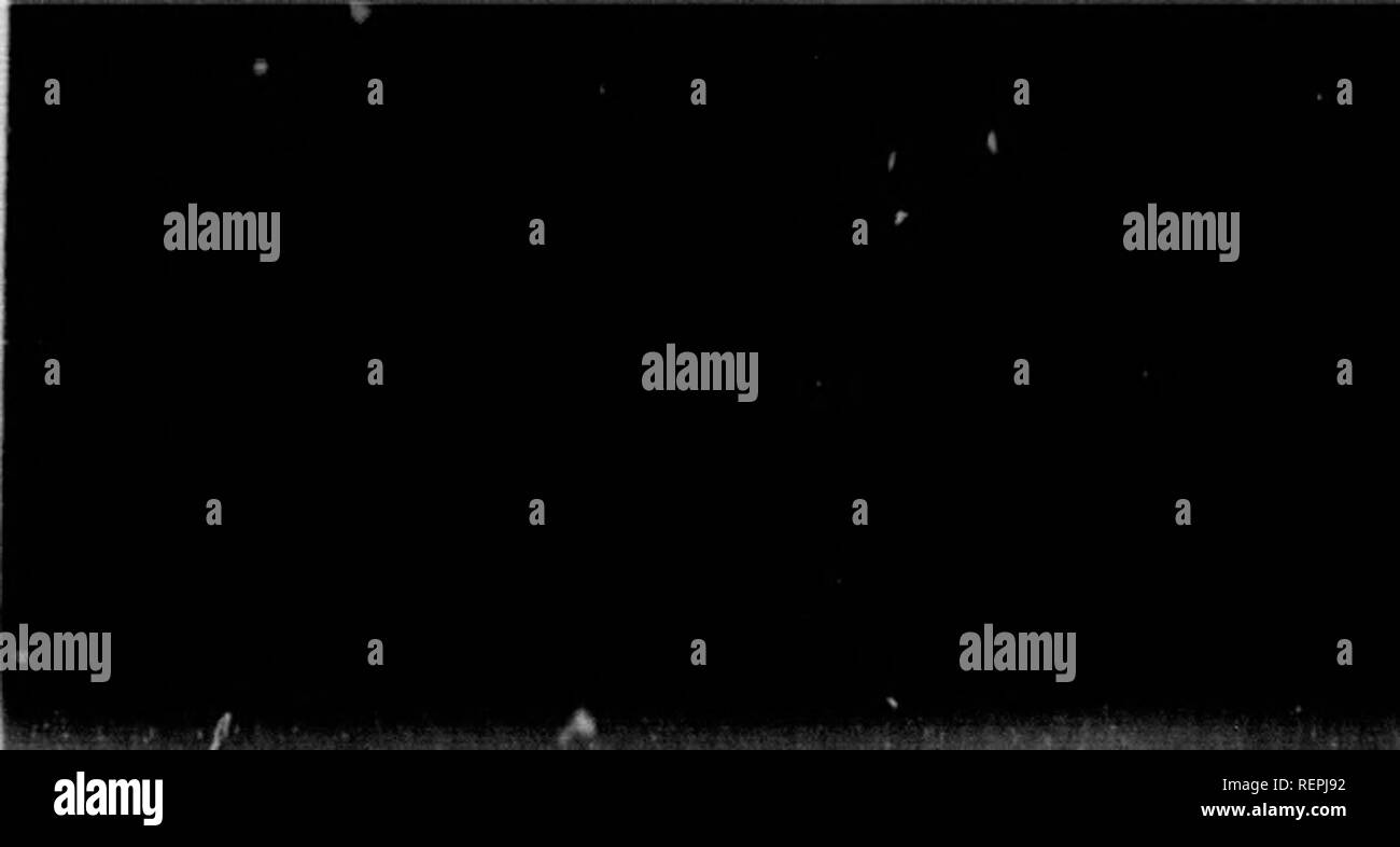 . Ein Lehrbuch der wirbellosen Morphologie [microform]. Wirbellose; Morphologie (Tiere); Invertébrés; Morphologie (ANIMAUX). Fk&gt;. 5.- liotalia venatn Mftei-M. Schi-ltzk von hatschek). Trotz der Komplexität der Shell, aber das Protoplasma behält während tin' um die einfachen Strukturen und obwohl in den mehr complicatec'l bildet den einzigen Kern kann durch mehrere ersetzt werden, aber darüber hinaus präsentieren sie nicht mehr markiert difl'erontiation als in der einfacheren Gattungen gefunden. C. um Heliozoa. In der zweiten Ordnung, die Heliozoa, die pseudopodia sind schlank wie in der ciilcartous Stockfoto