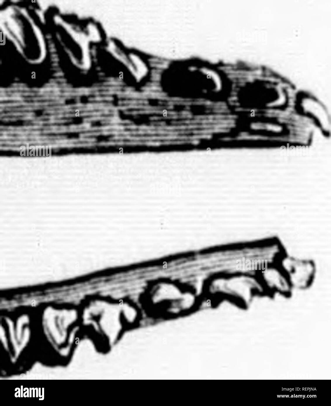 . Histoire Naturelle des mammifÃ¨res [microforme]: avec l'Angabe de leurs moeurs et de leurs Mehrfachrapport avec les Arts, le Commerce et l'agriculture. MammifÃ¨res; Zoologie; Säugetiere; Zoologie. U (li&gt; Itlaiii-il uvuit prÃ 'Ich' ich!'-s. Ich un-Vivcrii" ii. L ilffilUtl lu'S lioils soyiMix m molaires imiscini est ainsi; HÃ©rissons,; cl sa (lUeiic liiiliH" comme Vee les llÃ © ris-iiqiie (rariaile (&gt; sl Courte ou vivent à Terre, lit est un | ien [froy, ([liegen l'auf Allons le l'Aire, l'ore trÃ¨s-sein-s | ii (| uanls, el, mir Espò ¨ ce Ich | ne. , Savoir: iloiix paires de Ino-wsiis), (Lui est rov, V. "Ich - Ein n Stockfoto