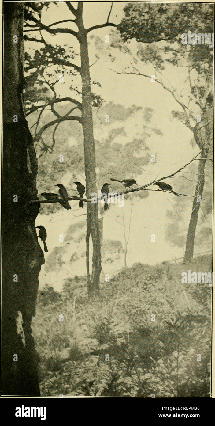 . Die Wwu: offizielles Organ des Australasian Ornithologists' Union. Ornithologie; Vögel. Die Emu, Vol. X. PLATTE VI. Getuftete Honig - Esser [Ptilotis auricomis) Ernährung auf "Manna" strahlte durch graue Gummi (Eukalyptus), Nelson Island, Hawkesbury River. Von einem Foto. Von C. S. VERFLIXTES E LL-SMITH. N. SW.. Bitte beachten Sie, dass diese Bilder sind von der gescannten Seite Bilder, die digital für die Lesbarkeit verbessert haben mögen - Färbung und Aussehen dieser Abbildungen können nicht perfekt dem Original ähneln. extrahiert. Royal Australasian Ornithologists' Union. Melbourne: Royal Australasian Orni Stockfoto