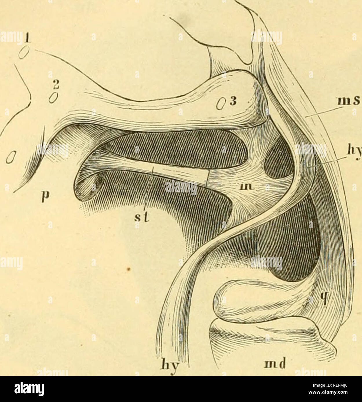 . Dr. H.G. Bronn von Klassen und Ordnungen des Thier-Reichs: wissenschaftlich dargestellt in Wort und Bild. Zoologie. 604 Aiiatouüe. Zungenbeinbogen zusammeubäugende knorpelige rroccssus styloideus aus - gebt, Nicbt, wie gewöbulicb, weit Binter den Gebörknöcbelcben, sondern Dp über und selbst ein wenig vor denselben Novalja ist. Die Folge ist oft, dass der Thunfischwadenfänger Biegung berabsteigend Zungenbeiubogen mit Sieb an den äusseren Rand des Nicbt binteren dureb ein Trommelfell nacb aussen gesebützten knorpeligen Hämmer anlegt und mit ihm dureb Fiir. 4.. Gehörlcnöchclchen der rechten Seite von Hai Stockfoto