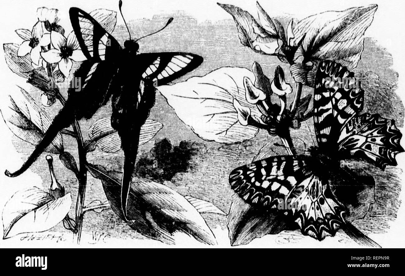 . Die illustrierte Naturgeschichte [microform]. Reptilien, Fische, Weichtiere; Naturgeschichte; Reptilien; Poissons; Mollusques; Baron. Iff.-)". LKPTOOIRCUS.-/^ Curiut tocirci". TIIAIS. - Riuiis HypslpyU. Km. •'* Allgemein Farbe des Schmetterlings ist braun, mit Ausnahme von einer mäßig breiter grünliche Band in der Mitte der Flügel. Bei der Frau sind die Band ist fast farblos und das Licht Patch auf dem oberen Flügel ist transparent. Die Imder Teile sind fast die gleichen Farben, mit der Ausnahme, dass Sie die äußeren Kanten des Tails gesäumt sind mit einer schmalen Linie der glitzernden Weiß, wie Bur Stockfoto