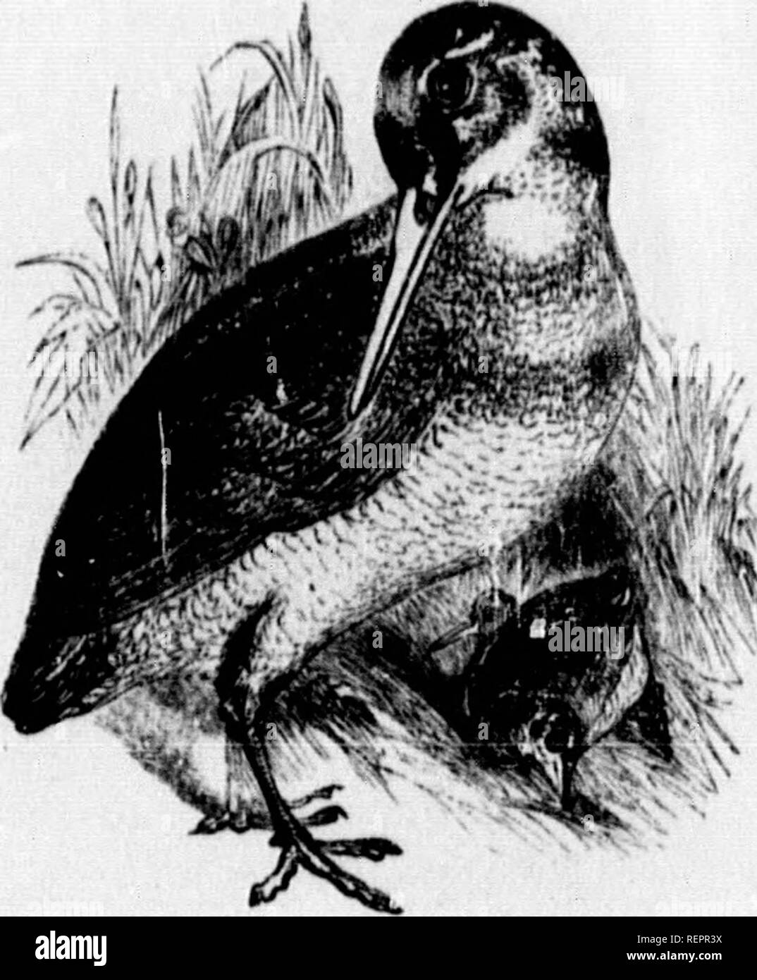 . Die illustrierte Naturgeschichte [microform]. Natural History; Baron. 5250-5350 Natural History. Sub-Familie d. Scolopadme. acoLOPAX.. Rustiur. la (Lat. fun-d des Landes), tlie Wuiidaml: Die waldschnepfe ist ein Eingeborener der nördlichen Teile von iMirope und Asien und ist in diesem countiy, aber selten wurde bekannt, hier zu züchten. Es Regel erreicht England Anfang Oktober, und lässt iis im März oder April, zu welcher Zeit ihr Fleisch verliert die Delikatesse charakterisiert, dass es und wird coai-se und wertlos. Die waldschnepfe frequentiert dichte Dickichte tagsüber, aber nachts i Stockfoto