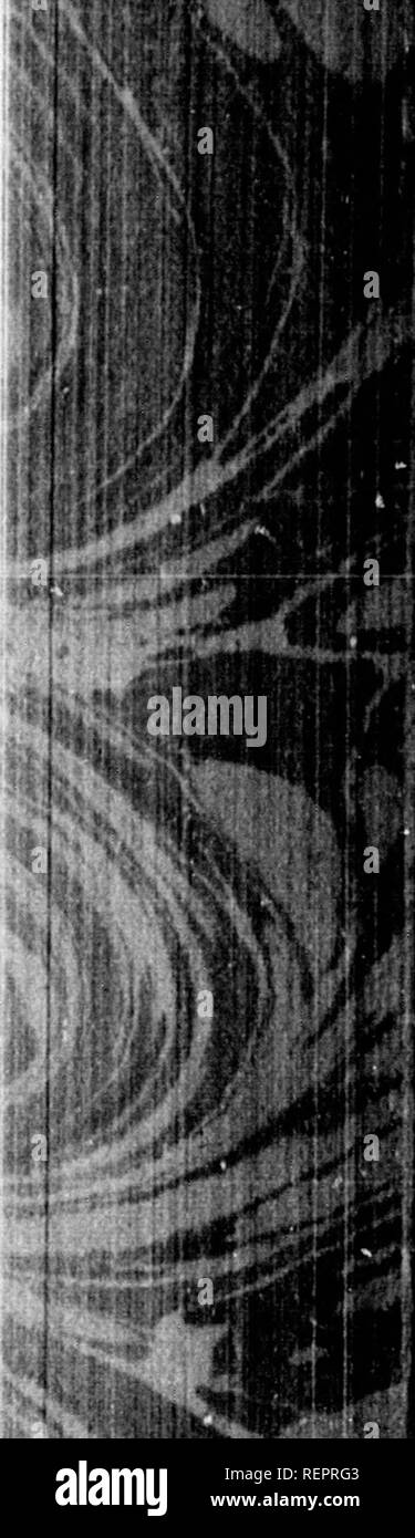 . Die illustrierte Naturgeschichte [microform]. Reptilien, Fische, Weichtiere; Naturgeschichte; Reptilien; Poissons; Mollusques; Baron. Der gelbe hX lV-SnEl. h.-Terchrntula fiimscr. ns. (Opon Shell auf riglit.) PAKROT-BILL-Lampe - SHELL.-/iIAyiic piitlacea iOHc!; ii. Schlange - IIEAD LAMPE - SHELL. - TcrcIirdtoJa caput strptntia. OOOSEBILL.- Linjruto anallm. Unser letztes Beispiel der Pteropoda ist der Cymbulia, die geflügelten Tier über der spike-Shell. Obwohl sehr ähnlich Der carinaria im allgemeinen Aussehen, ist es von dieser Kreatur durch viele wichtige strukturelle Unterschiede aufgeteilt. Seine shel Stockfoto