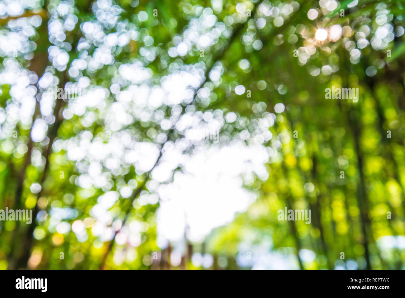 Vergrößern Sie Schuss aus Fokus Bambus für Hintergrund. Bokeh Stockfoto