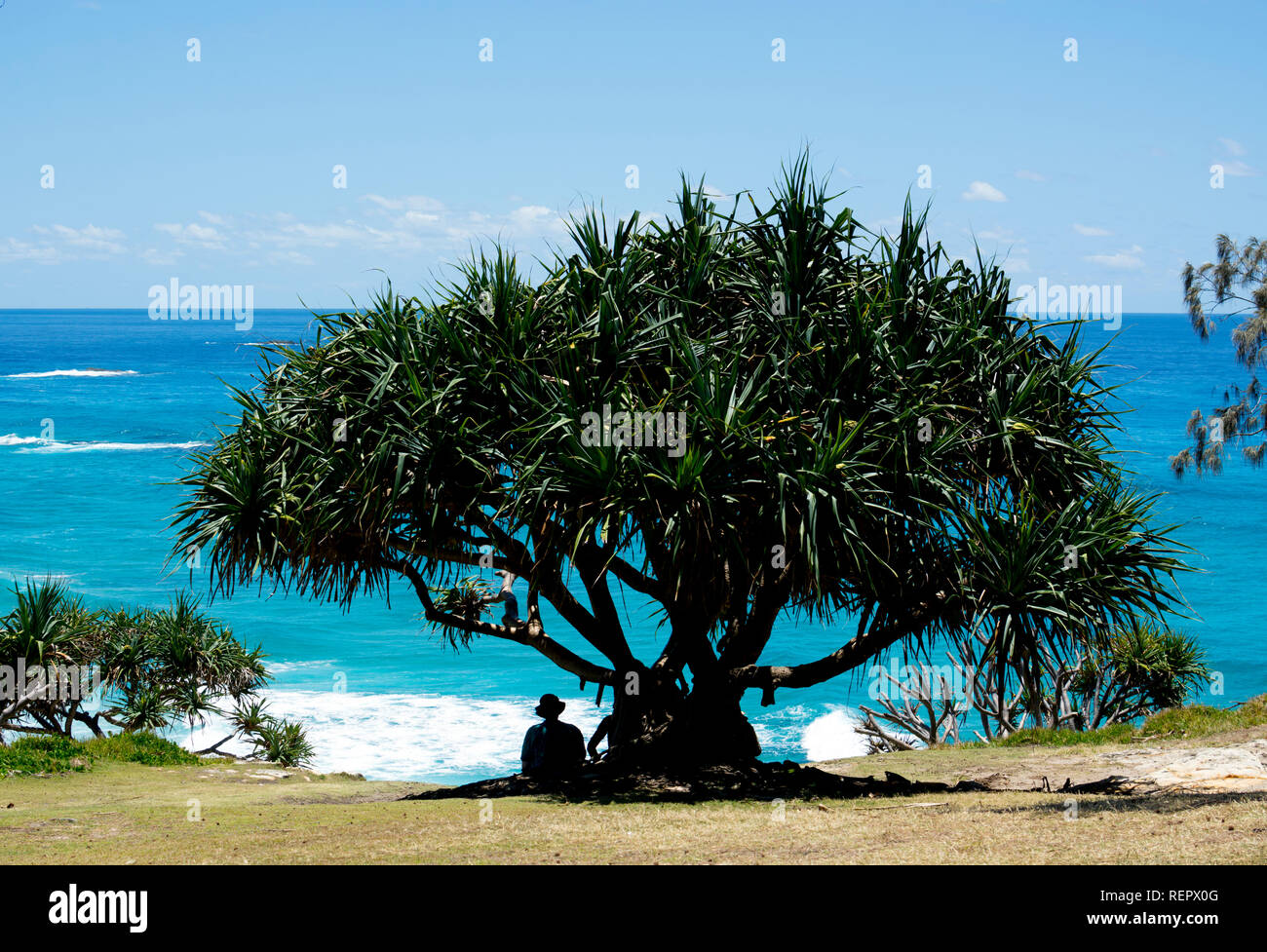 Pandanus Baum und Blick auf Frenchmans Bay, Point Lookout, North Stradbroke Island, Queensland, Australien Stockfoto