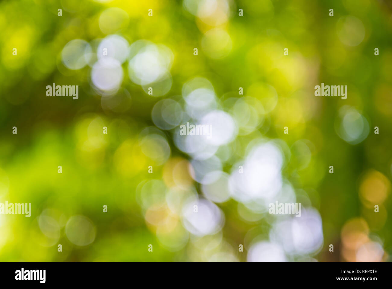 Vergrößern Sie Schuss aus Fokus grüner Baum für den Hintergrund. Bokeh Stockfoto