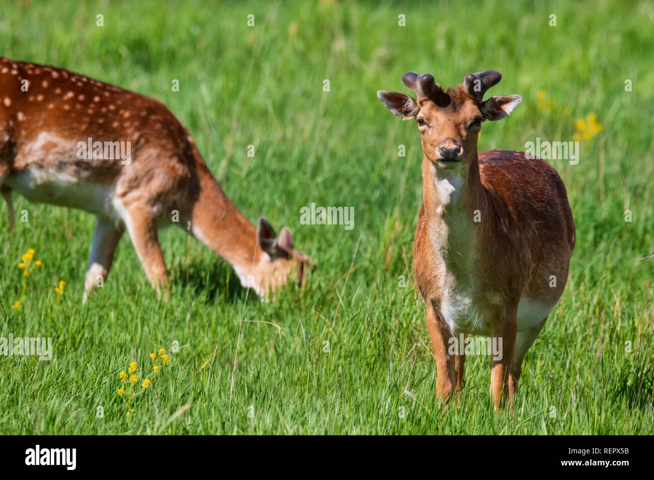 Hirsch im grünen Feld auf Sommer Tag Stockfoto