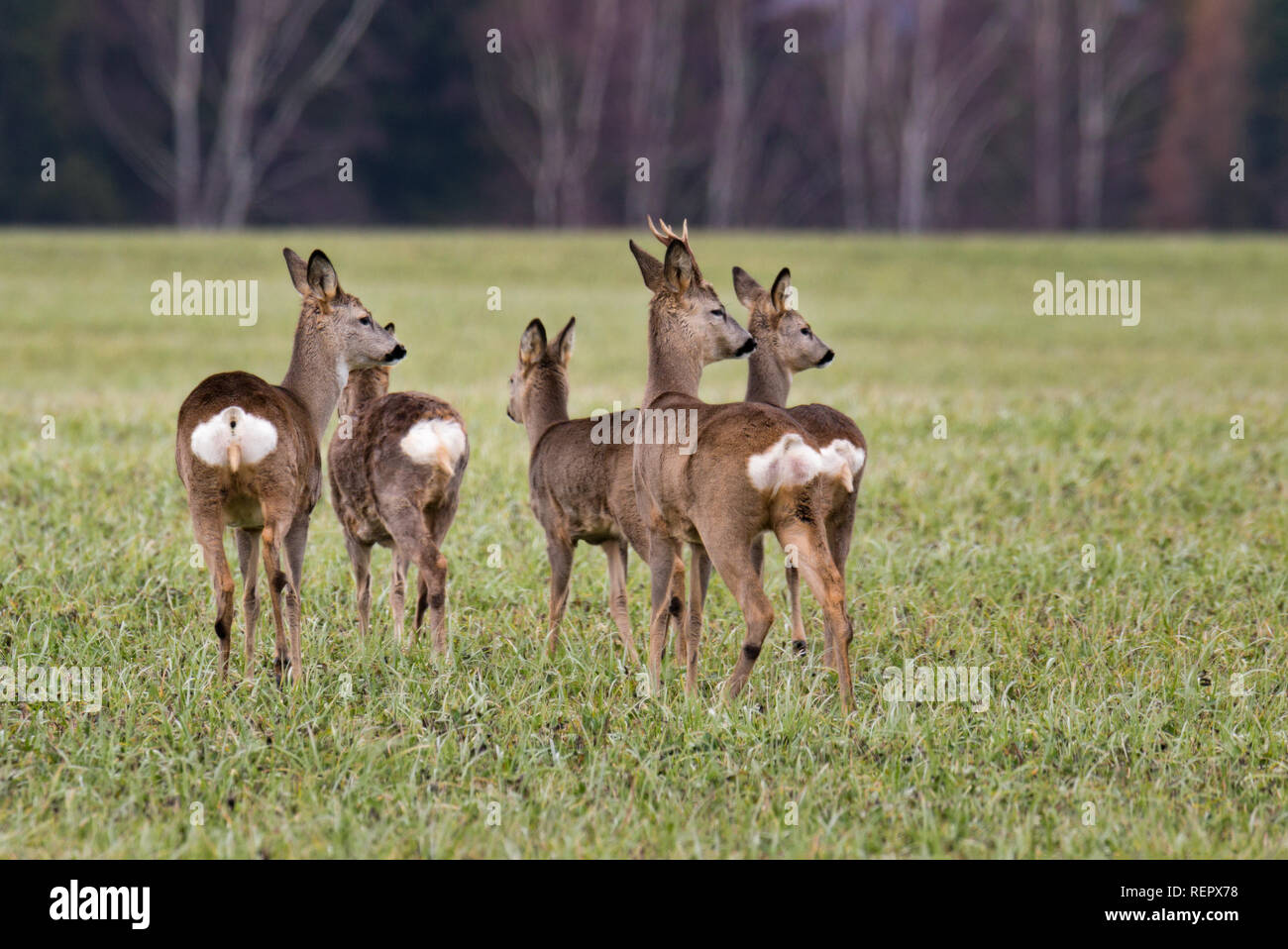 Herde Rehe im Feld im Sommer Stockfoto