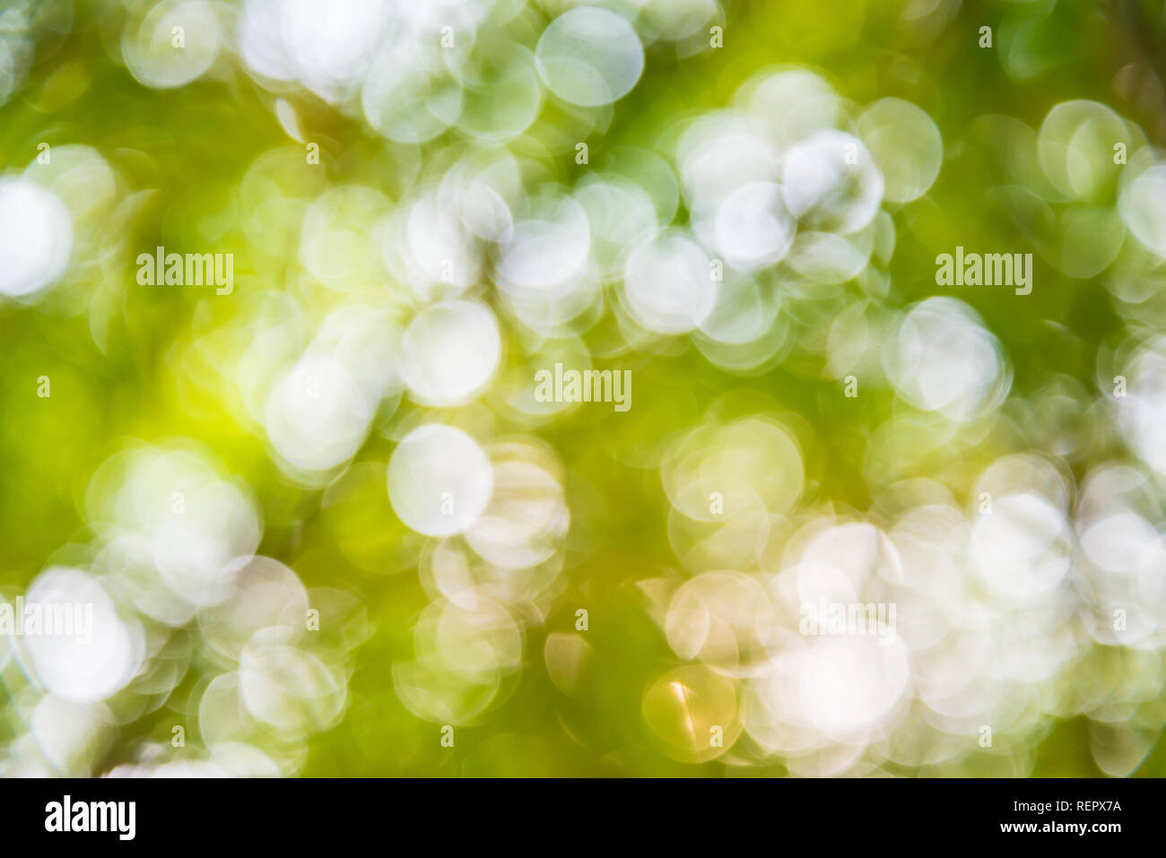 Vergrößern Sie Schuss aus Fokus Bambus für Hintergrund. Bokeh Stockfoto