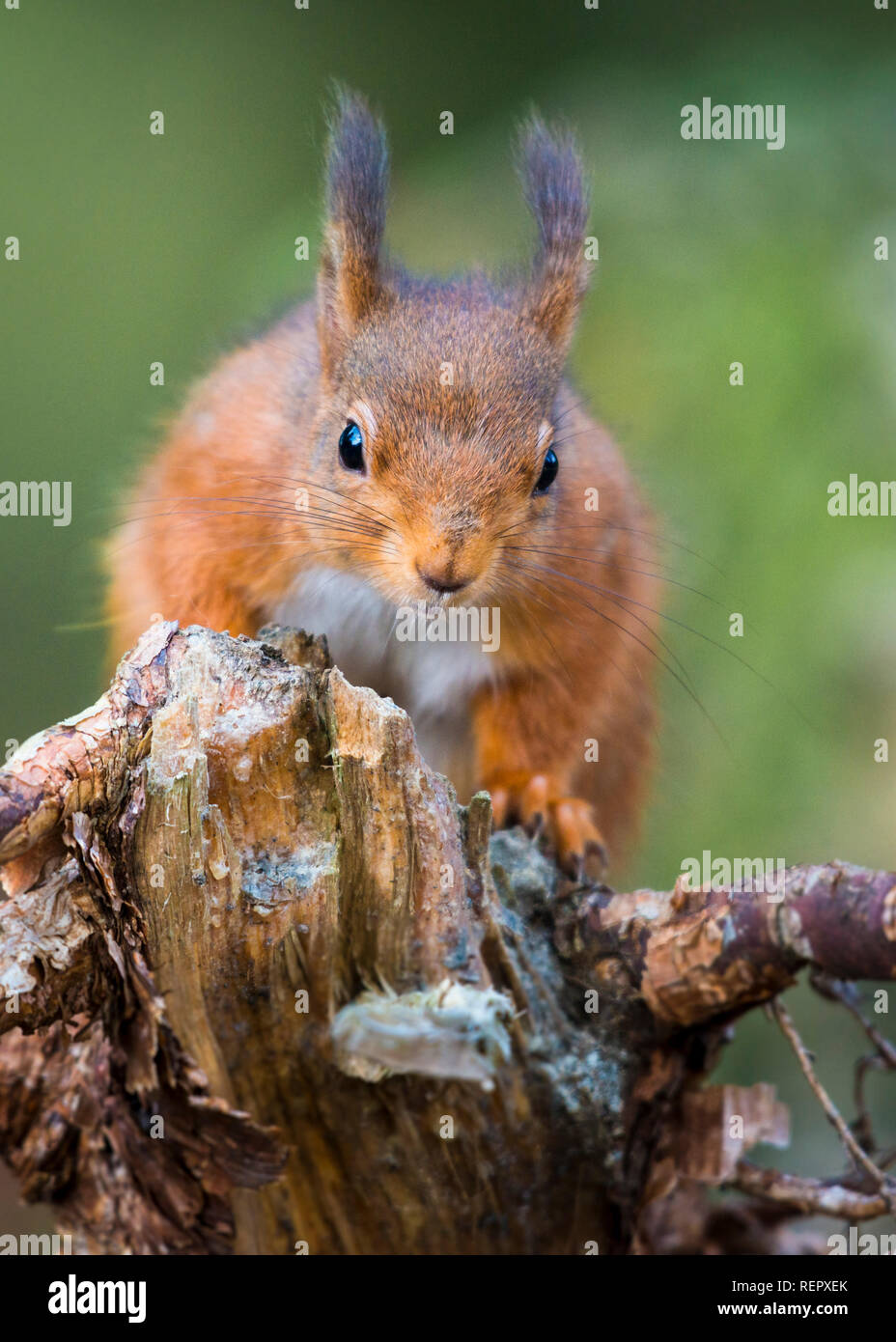 Ein super Nahaufnahme von einem roten Eichhörnchen auf der Suche nach Nahrung in der Oberseite von einem alten Baumstumpf Stockfoto