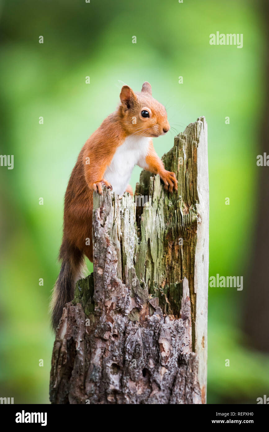 Ein rotes Eichhörnchen steht auf einem alten Baumstumpf auf der Suche nach Essen. Stockfoto