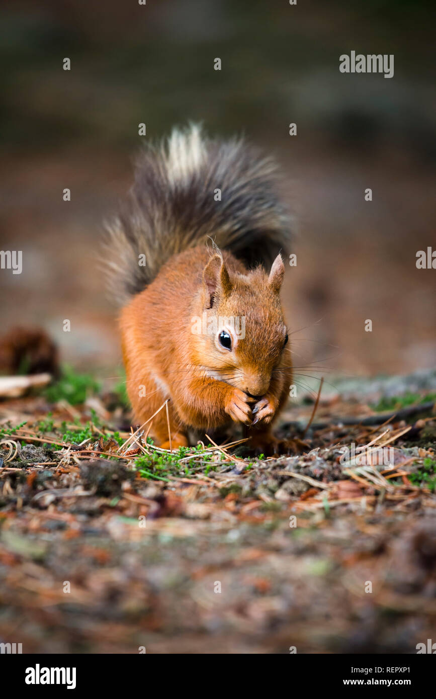 Eine Nahaufnahme Portrait von einem roten Eichhörnchen füttern unter den Tannennadeln und Moos auf den Boden. Stockfoto