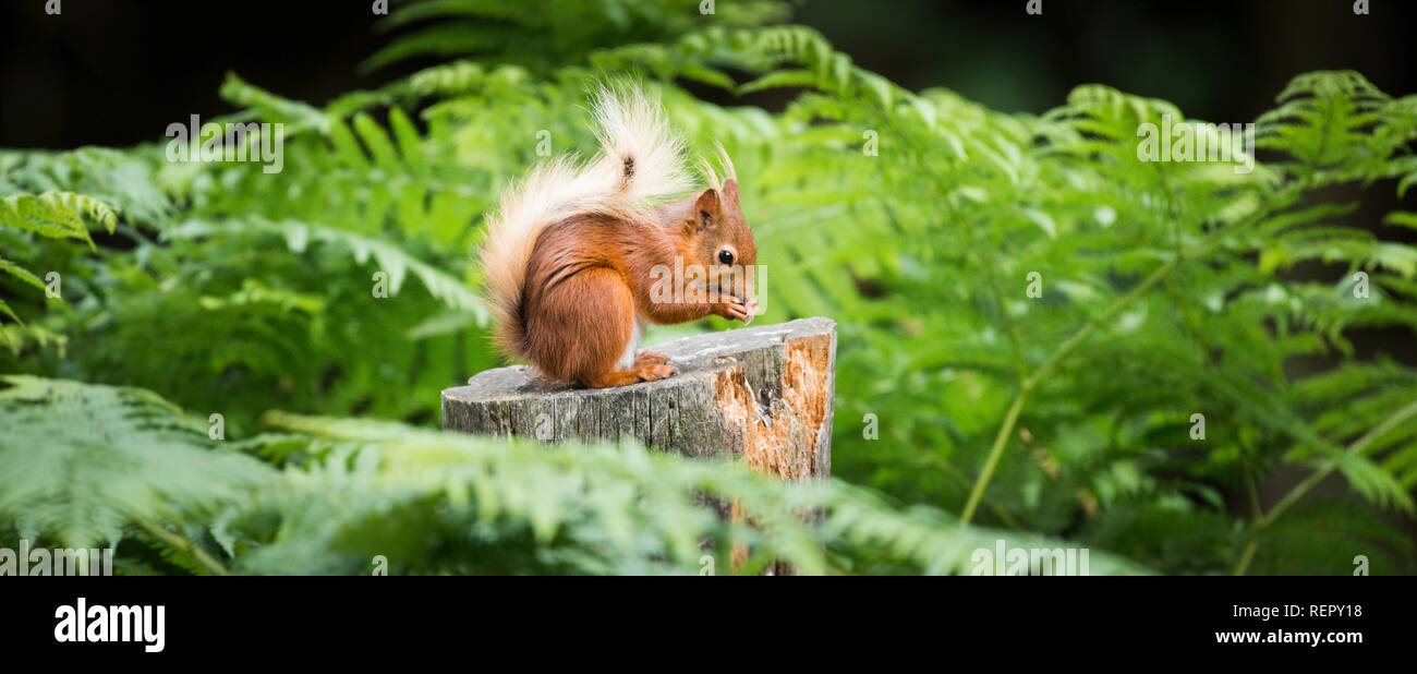 Ein rotes Eichhörnchen sitzt unter den denken, der Farne auf einem alten Baumstumpf Fütterung thront. Stockfoto