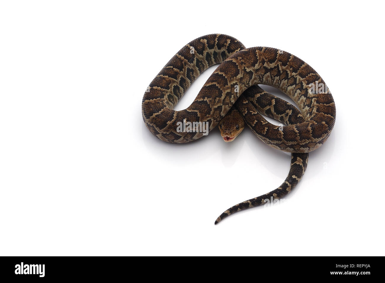 Kubanische tree Boa auf weißem Hintergrund Stockfoto