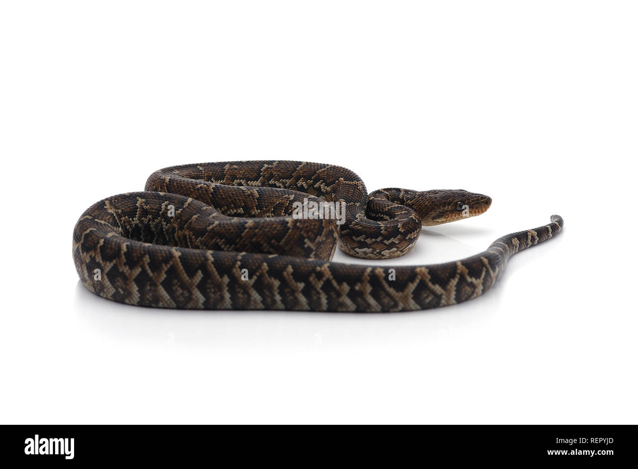 Kubanische tree Boa auf weißem Hintergrund Stockfoto