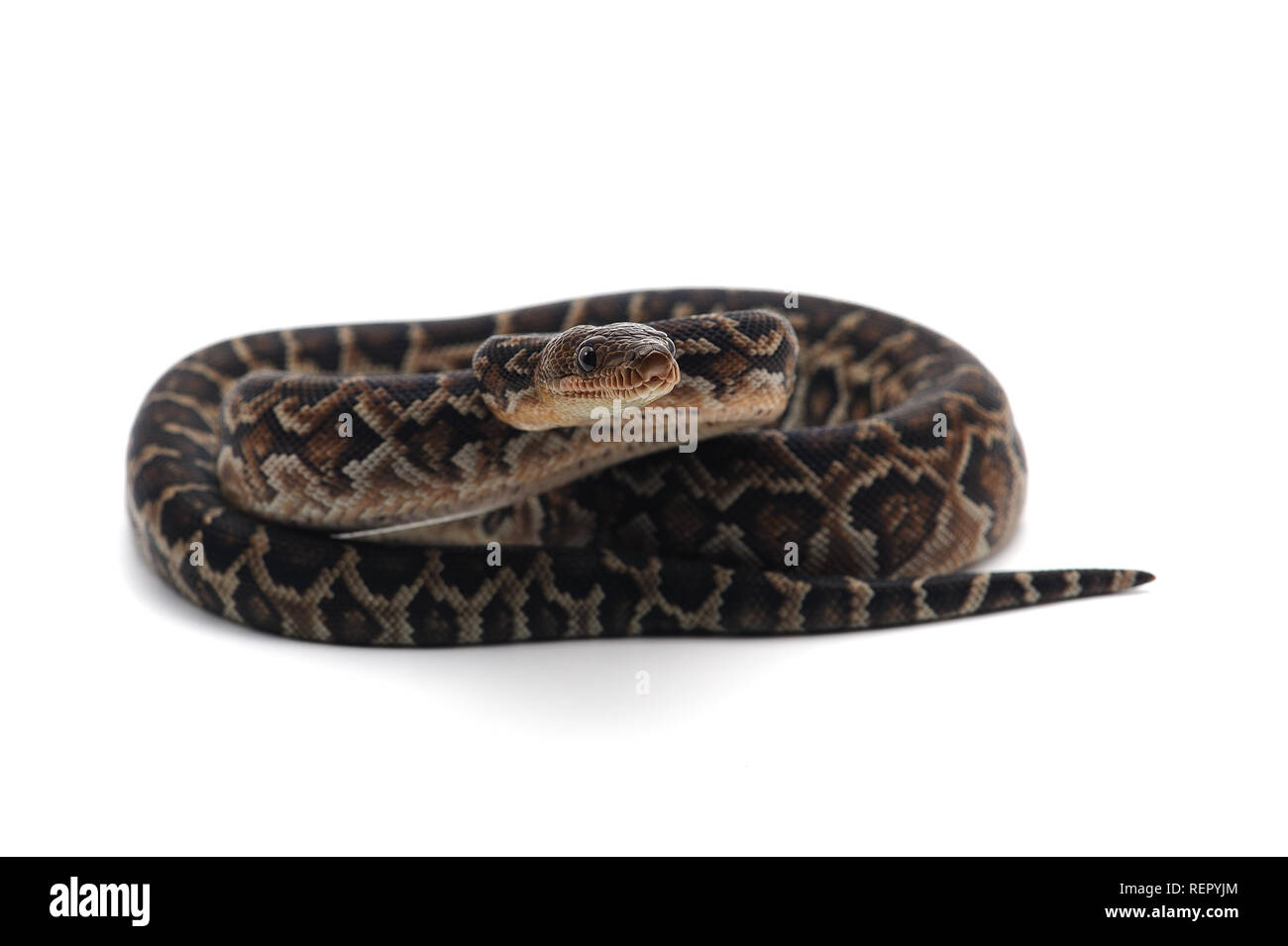 Kubanische tree Boa auf weißem Hintergrund Stockfoto