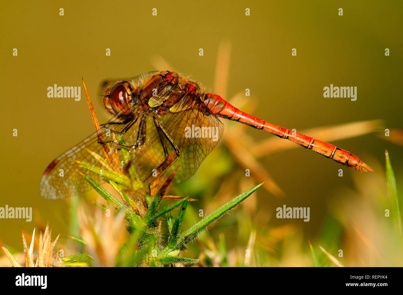 Reife männliche Common darter in Ruhe. Studland Heide, Dorset. September Stockfoto