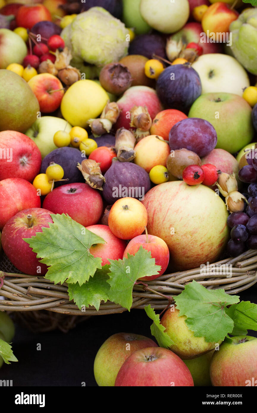 Anzeige der ernten Früchte und Nüsse. Äpfel, Feigen, Äpfel, Pflaumen, Trauben, Quitte, Mispeln und cob-Muttern. Stockfoto