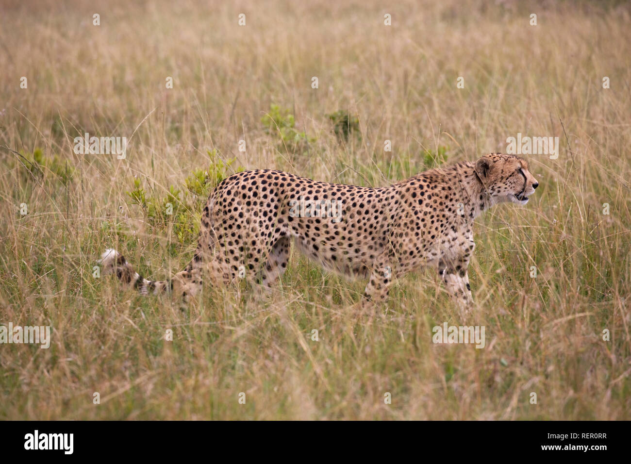 Einzelne Erwachsene männliche Geparden, Acinonyx jubatus, Jagd im Grünland, Masai Mara, Kenia Stockfoto