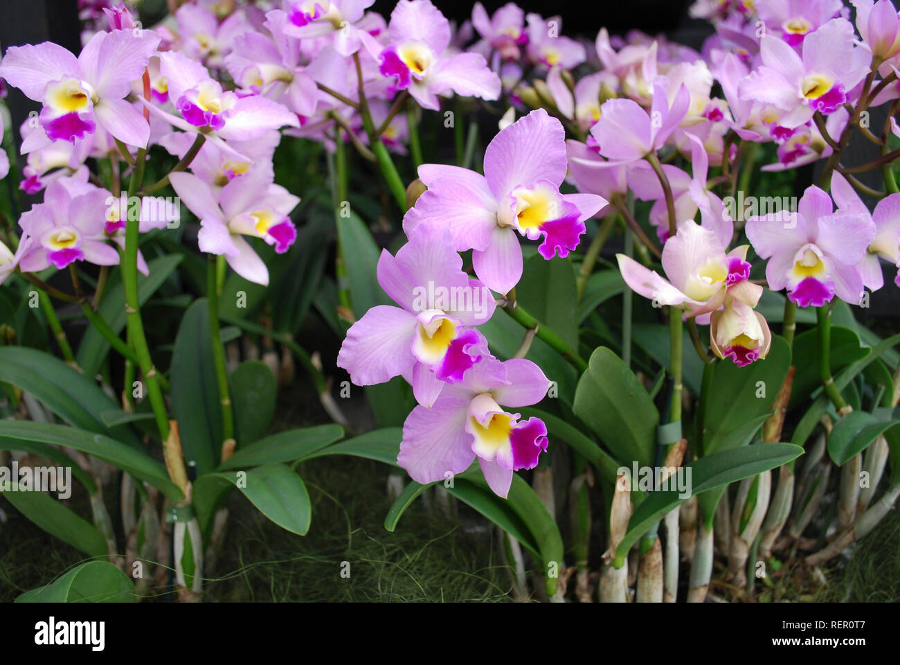 Cattleya loddigesii Occhids Blumen. Dekorative Pflanzen für Garten und Gewächshaus. Stockfoto