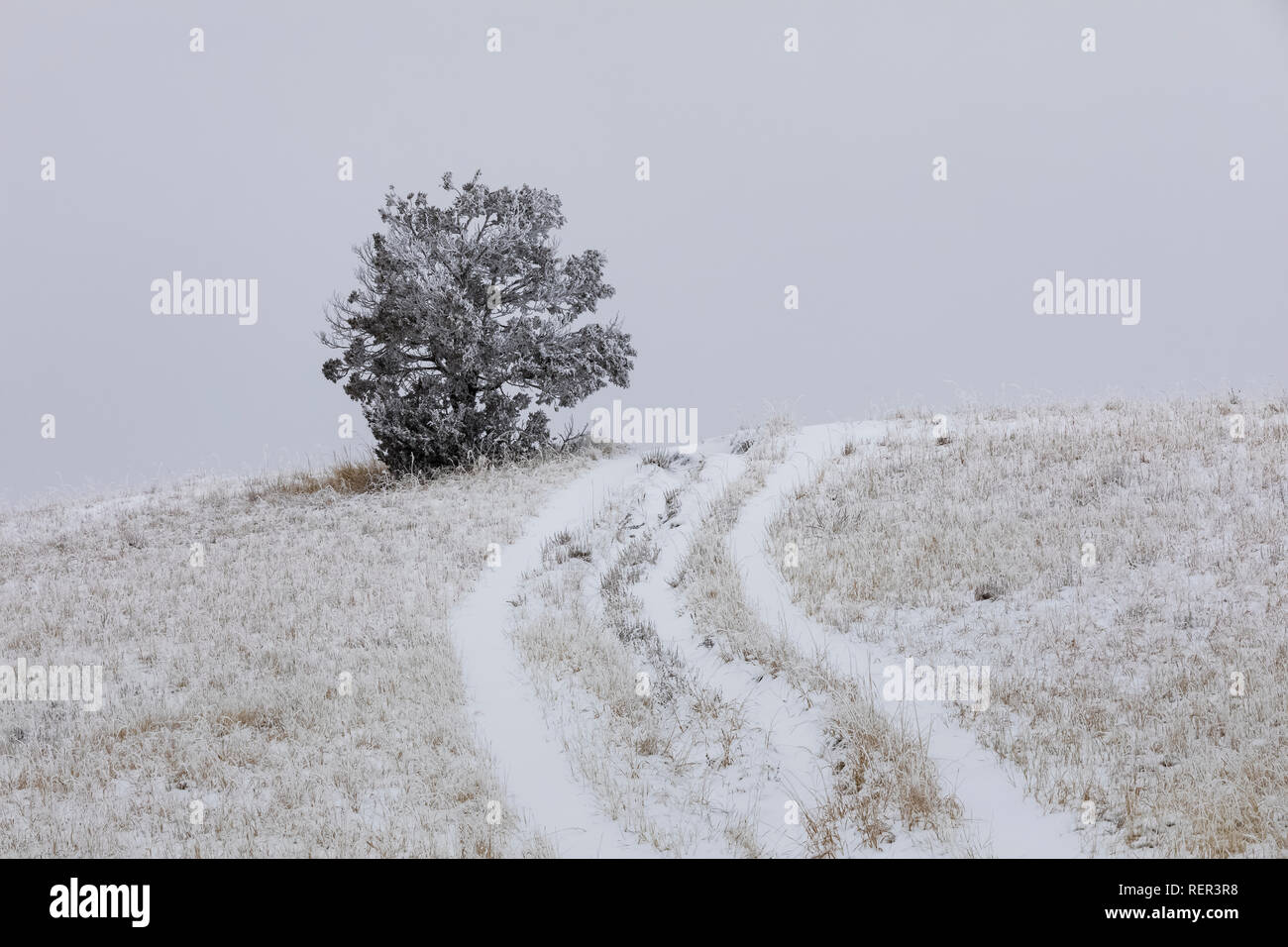 Rime Eis auf Rocky Mountain Wacholder und Trail auf Buck Hill im Süden der Theodore Roosevelt National Park, North Dakota, USA Stockfoto