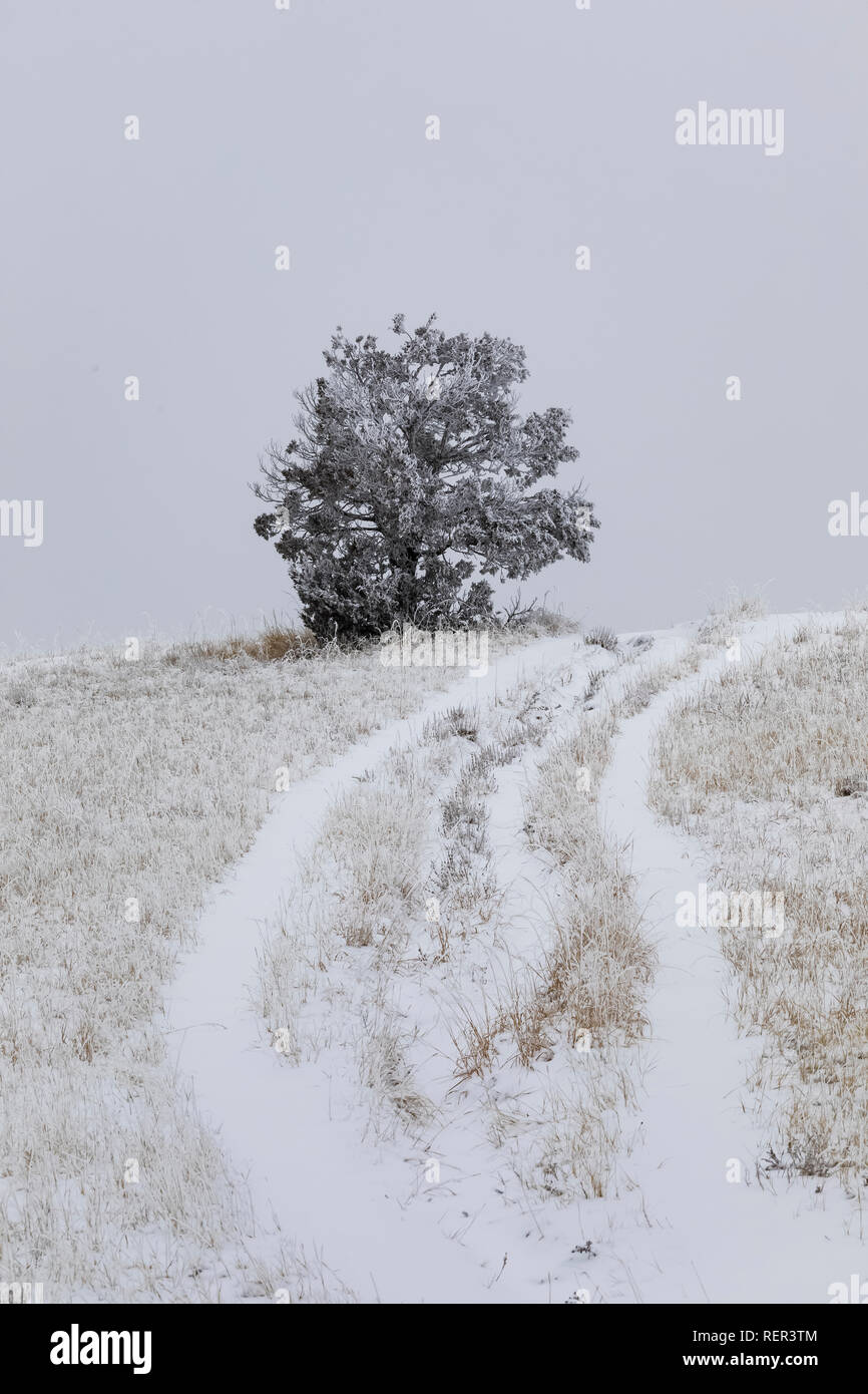 Rime Eis auf Rocky Mountain Wacholder und Trail auf Buck Hill im Süden der Theodore Roosevelt National Park, North Dakota, USA Stockfoto