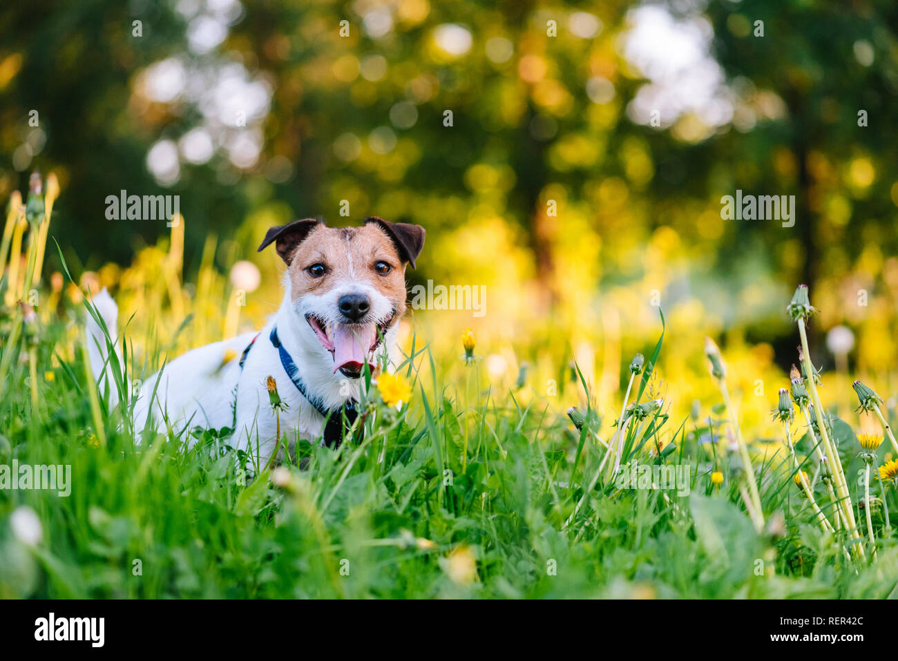 Feder saisonale Allergien Konzept mit Hund unter blühenden Blumen Stockfoto