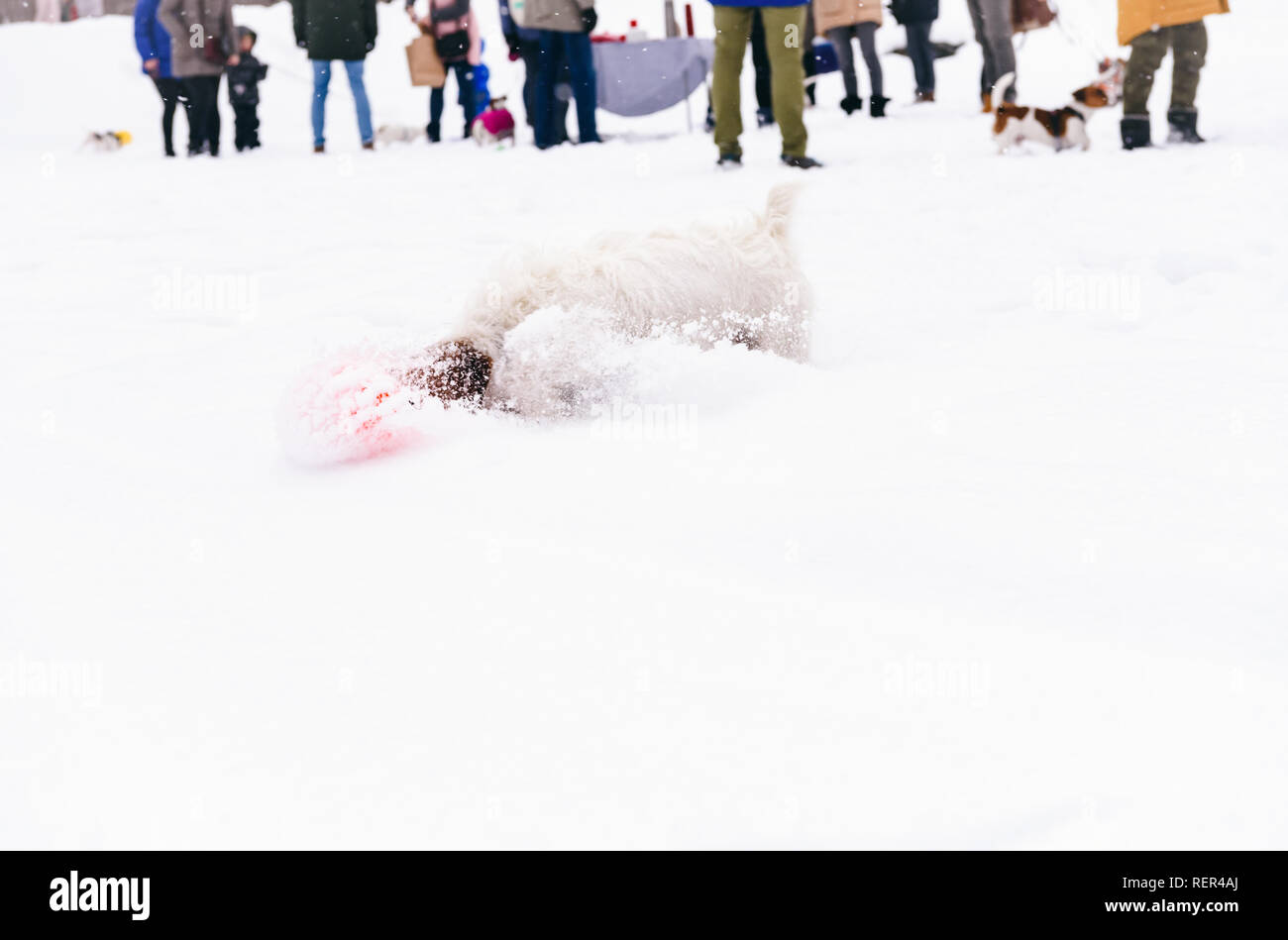 Hund spielen vor kynologischer Verein Versammlung an schönen Wintertag Stockfoto