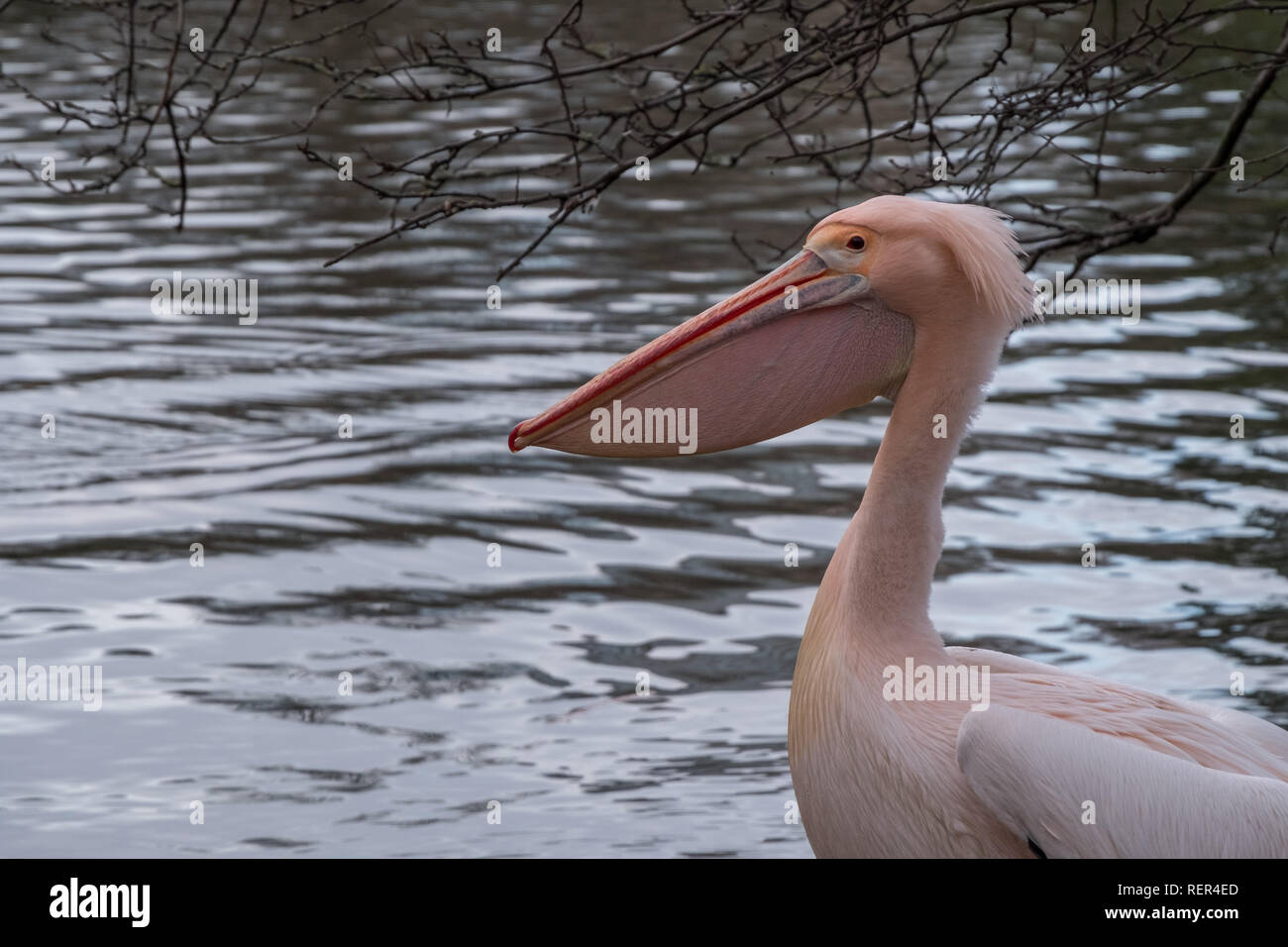 Pelikan Vogel am See in St. James's Park, London, UK. Stockfoto