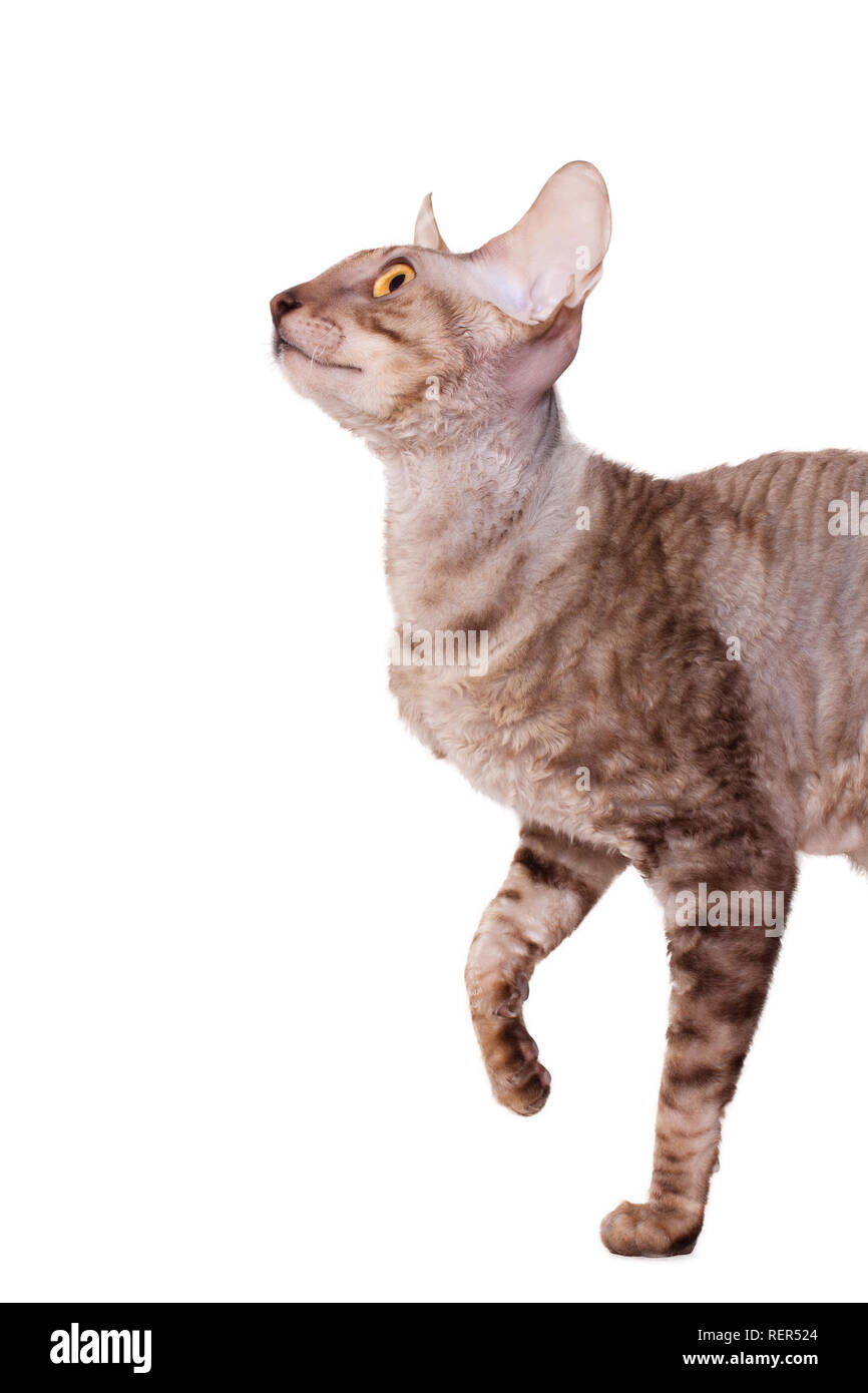 Cornish Rex Katze wandern die halbe Länge der Jagd Stockfoto
