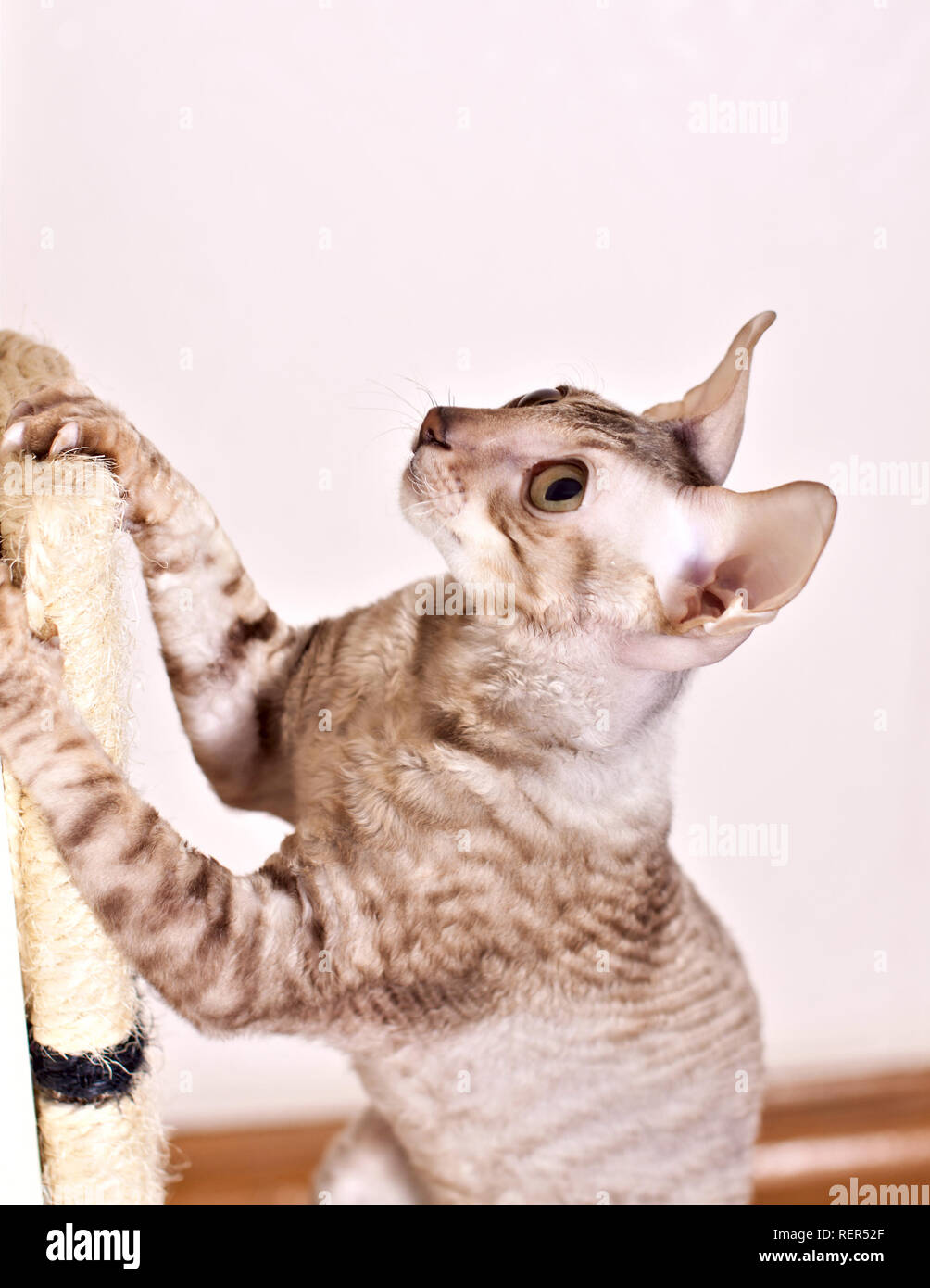 Cornish Rex Katze wandern die halbe Länge der Jagd Stockfoto