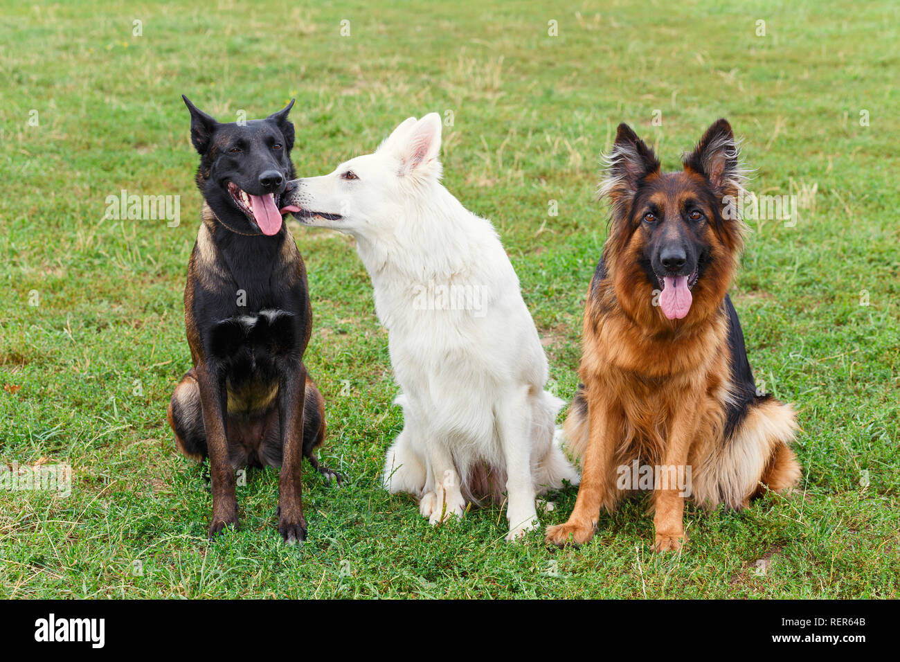 Hunde sitzen auf dem Rasen und eine Dreiecksbeziehung zeigen Stockfoto