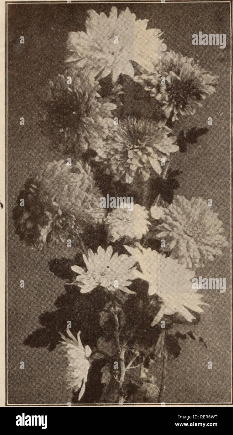 . Dreer der Großhandel Preisliste/Henry A. Dreer.. Baumschule Katalog. 52 HENRY A. DREER, Philadelphia, Pa., GROSSHANDEL PREIS LISTE. POMPON CHRYSANTHEMEN Chelone (Shell Blume). Perdoz. Pro 100 Glabra Alba. "^S"-Töpfe 1 $ 25 $ 8 00 Lyonil. 3-Zoll-Töpfe 125 800 Speclosa. 3-Zoll-Töpfe 125 800 Hardy Pompon Chrysanthemen. Baby. Ein Miniatur Zitronengelb. Boston. Golden Bronze. Cerise Queen. Cerise pink. Globus d'Or. Klar zitronengelb mit dunkleren Schattierungen. Gold NuKset. Goldgelb gefärbt rot. Goldener Fasan. Reich Goldgelb. HIjos. Schöne Primrose. Julia Lagrravere. Reich Granat. König Henne Stockfoto