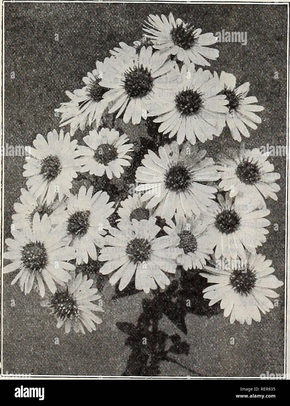 . Dreer der Großhandelspreis Liste der Samen Pflanzen und Blumenzwiebeln für Floristen Düngemittel, Insektizide, Werkzeuge und Verbrauchsmaterialien. Die Glühbirnen (Pflanzen) Kataloge; Blumen Samen Samen Kataloge Kataloge; Gemüse; Baumschulen (Gartenbau) Kataloge; Gartengeräte und Zubehör Kataloge. HARDY ASTERN AQUILEGIA HELENA Asperula. (Süßen Woodruft. Waldmeister.) Odorata. 3-Zoll-Töpfe ich 50 Asphodelus. (Asphodel.) Luteus. 3-Zoll-Töpfe ich 00 7 00 Neue Hardy Astern. Schönheit der Colwall. Ungefähr 4 Fuß hoch, aufrecht, Wachstum, und Verzweigung, im September bedeckt mit großen halbgefüllte Blüten einer angenehmen Schatten der ag Stockfoto