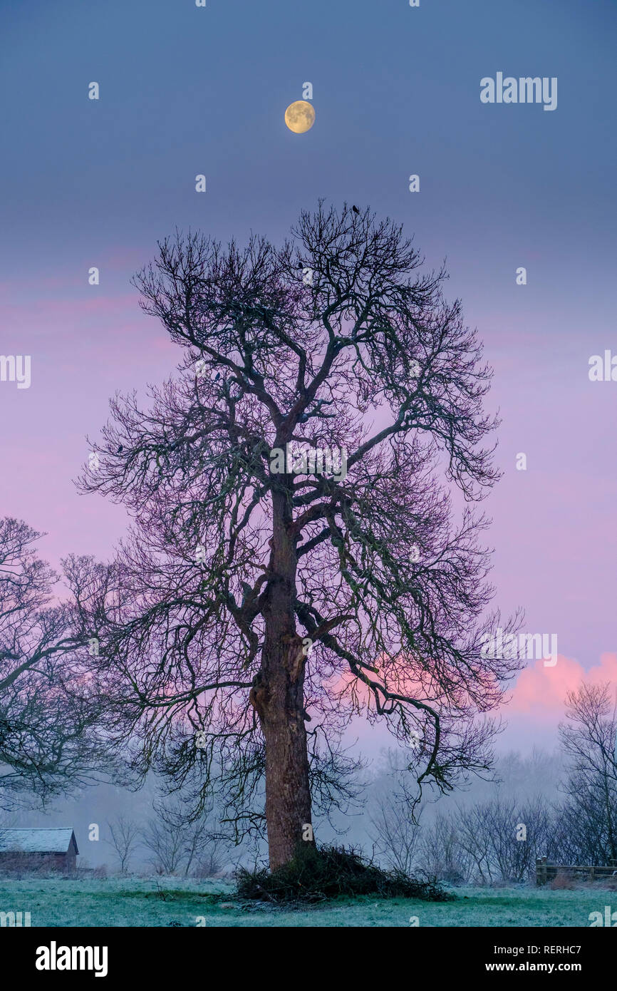 Aldford, Cheshire, UK, 23.01.2019 UK Wetter: Frost mit schwerer Schnee und Eis in vielen Teilen des Landes verursacht Chaos auf den Strassen. Dennoch, Bewohner im Aldford, Cheshire aufwachten, eine spektakuläre Mondlandschaft. Credit: Brian Hickey/Alamy leben Nachrichten Stockfoto