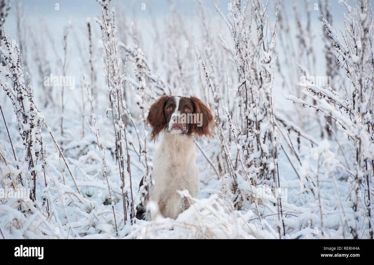 Englisch Springer Spaniel Stockfoto