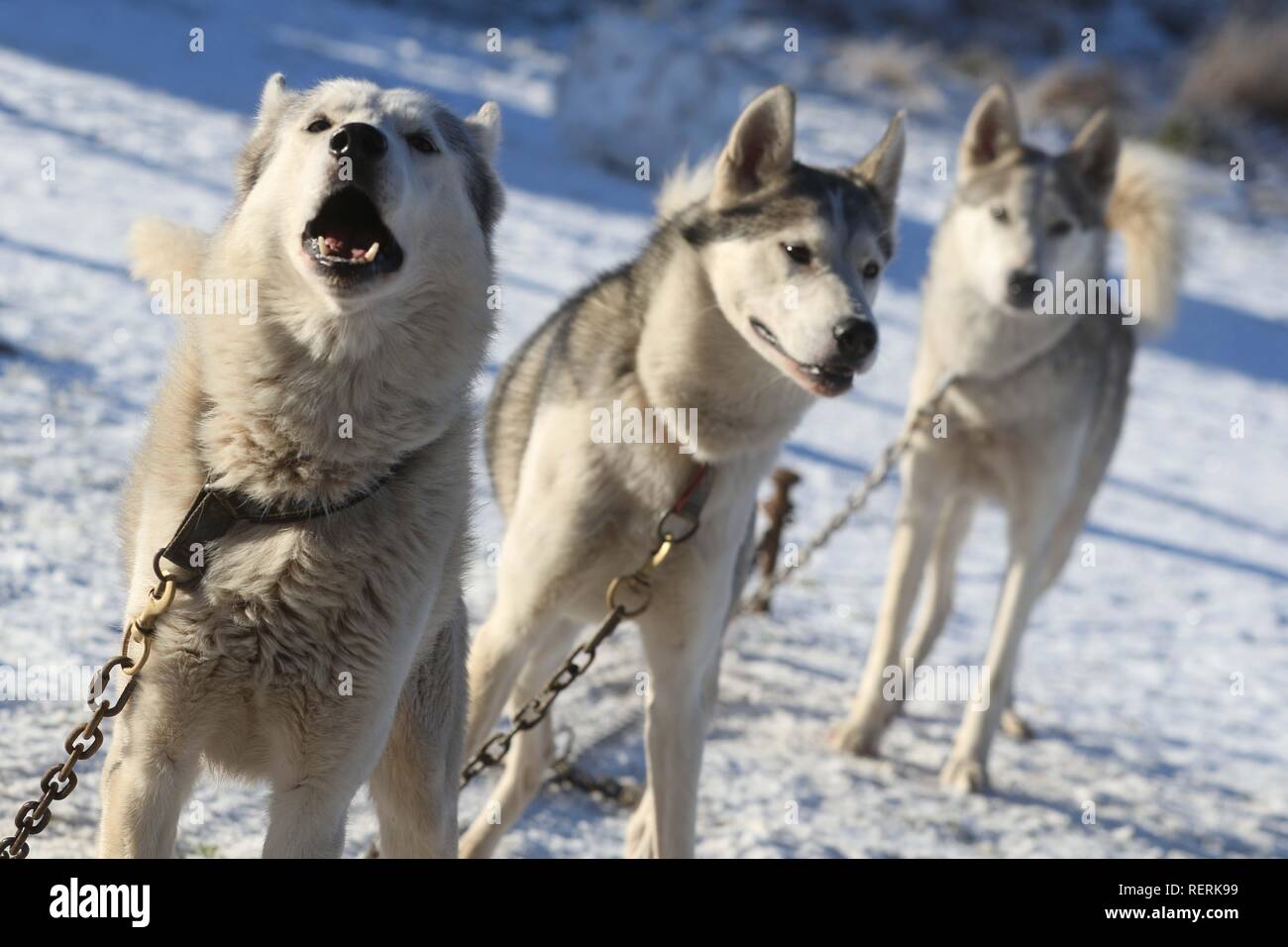 Aviemore, Cairngorms, Schottland, Großbritannien. 23. Januar 2019: Die ersten Konkurrenten für die jährliche Aviemore Sled Dog Rally angekommen sind, drei Tage vor der Veranstaltung an diesem Wochenende. Karen Jones von Team kalte Füße hat von der Lincoln mit ihren Satz von mehr als 30 Schlittenhunde gereist. Sie wird vom Team Maskottchen der Diddlies, eine bunte Packung mit Chihuahuas, die jeweils mit einem unterschiedlichen farbigen Schwanz unterstützt werden. Credit: Andrew Smith/Alamy leben Nachrichten Stockfoto