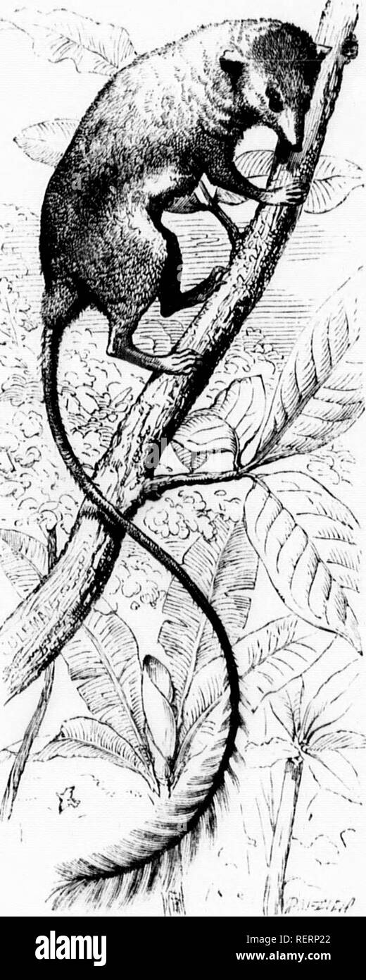. Die illustrierte Naturgeschichte [microform]. Säugetiere; Naturgeschichte; MammifÃ¨res; Baron. Der PEN-Schwanz. 4 T3-lainiiig fouitli. iincounoi." Ted CiYMNUKA, wie die Toi, tlu! Tlireo middk' Zehen heing Längsnut tlmn Tlic andere. Tlie muzzlo ist wesentlich verlängert, ist aber Öl" nither aluuptly Schnitt an seiner teniiiuation. Tlio Augen sind klein Pr (ich [) () rtion auf die Abmessungen ihrer Besitzer, und tlu^ Ohren sind klein, gerundet, und ohne haiiy abdecken. Eine Unterscheidung pecuUarity des Tieres ist, das Fell, die den hody niKi liead durch eine Reihe von sehr langen Borsten Haare durchbohrt wird, Stockfoto