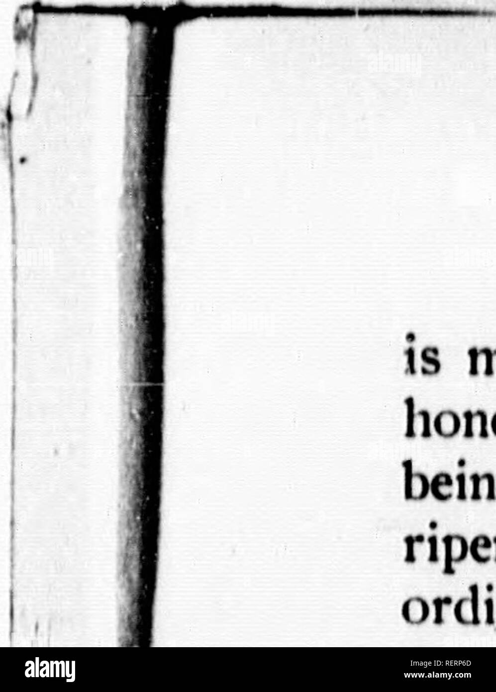 . Futterpflanzen als Gräser [microform]: Wie zu pflegen, ernten und zu benutzen. Futterpflanzen; Plantes fourragères. 'J PFLANZEN DER FAMILIE KLEE. 83 ist viel s'lperior der Gemeinsamen rot in Honig die Bienen, und es ist auch besser für zusammen mit Timotheus, Erste angebaut werden angepasst, weil es gleichzeitig reift; und zweitens, weil in der Regel sie Massen die Timothy weniger als die com-mon-rot. Es kann bei niedrigeren Temperaturen als die gemeinsame Rot, daher auch die Begrenzung des Wachstums weiter nördlich als die der anderen standhalten. Und wenn mit Feuchtigkeit würde es scheinen, angepasst werden. Stockfoto