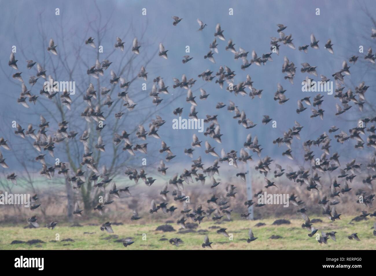 Schwarm von Vögeln, Stare (Sturnus vulagris), Emsland, Niedersachsen, Deutschland Stockfoto