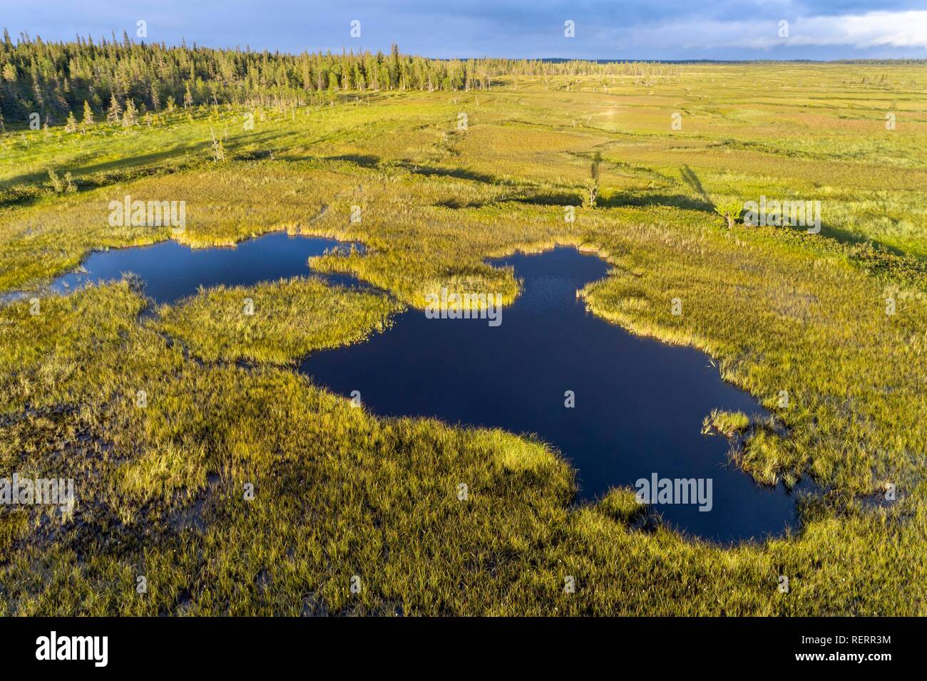 Drone, Luftaufnahmen, See in Feuchtgebieten, Moor, boreal, Arktis Koniferen, Sodankylä, Lappland, Finnland Stockfoto