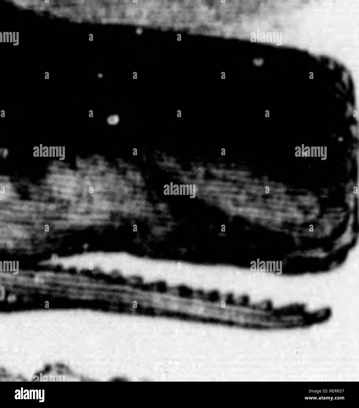 . Die illustrierte Naturgeschichte [microform]. Natural History; Baron. NATURAL III 8 T0 UY. w Ling ivt-Tilt 'limit s. Olio der Kupplungsdruckplatte vier Schläge von 1'lioHiiws. Ich^'". - -'^h: d), die cachalot Cachalot, oder die und le Größe des Kopfes, Im oberen Teil mit Eimern. Es solide gerendert wird, sein Öl, dann V) geölt ans, wo er bald, "ell in diesem xt bekannt ergibt eine feine Un&lt; l ArabcrKris, so lange ein Rätsel alle Fragende, ist jetzt fonml jirodueod im Inneren des Cachalot zu sein. Diese Haltung ist auf die Konsistenz von Wachs, inflaniniablo und^' IV., eine Art von Moschus odou Stockfoto