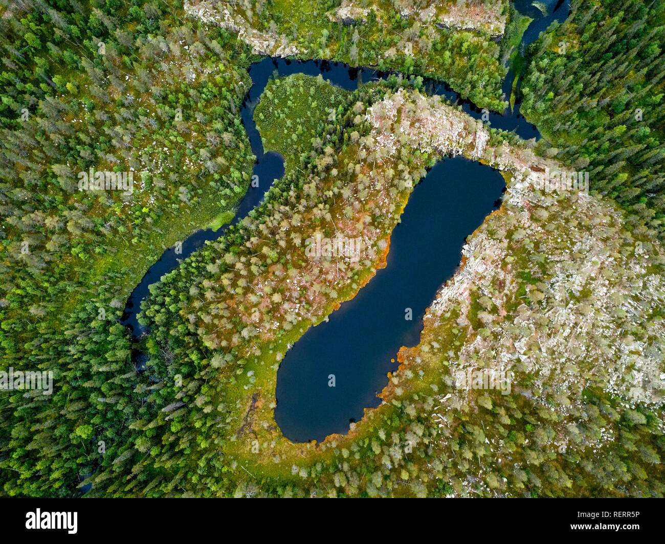 Drone, Luftaufnahme ein Schuh geformt See und Fluss in der Borealen, Arktis Wald mit Koniferen, Kiefern (Pinus) in Stockfoto