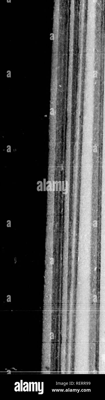 . Frank Förster Fisch und Fischerei der Vereinigten Staaten und des Britischen Provinzen Nordamerika [microform]: Aus der Natur dargestellt. Angeln; Fischen; PÃªche sportliche; Poissons. X. iihaA. Â Â"^&lt;. I. Ich 1 f I Wenn 246 amerikanische FISHKS. Für, wenn er tun, dem Schatten seines Körpers, mit seinen Armen thrashing die Luft, und die gefälschte prcscntinont seiner langen Stange vibrierende Aloft, auf die helle Oberfläche der Gewässer in einer Weise geworfen wird, wird zweifellos Alarm die Fische; die aber viel Zweifel hinsichtlich ihrer Befugnisse der Auskultation bestehen können, niemand wird bestreiten zu Bo in der Lage schnelle visi Stockfoto